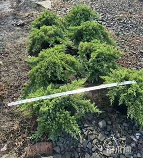 高度20厘米铺地柏