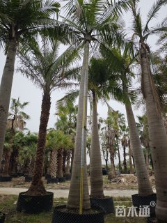 裸干高300厘米国王椰子