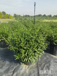 高度20厘米荷兰菊