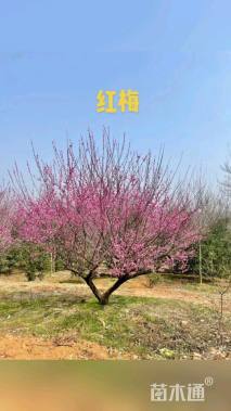 18公分红梅