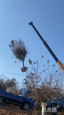 14公分染井吉野樱