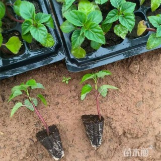高度6厘米一串红