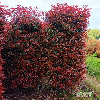 高度350厘米红叶石楠柱