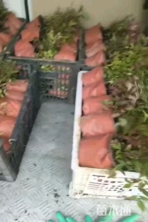 高度25厘米南天竹