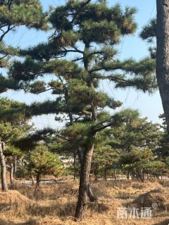 高度600厘米油松