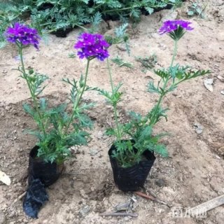 高度50厘米细叶美女樱