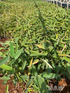 高度50厘米再力花