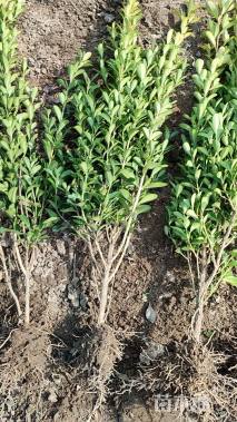 0.3公分小叶冬青