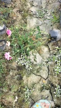 高度20厘米丰花月季