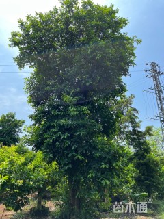 750厘米五味子
