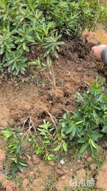 高度20厘米杜鹃