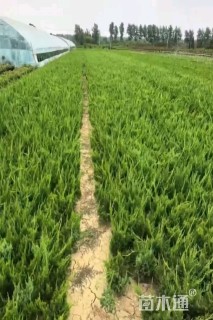高度30厘米龙柏
