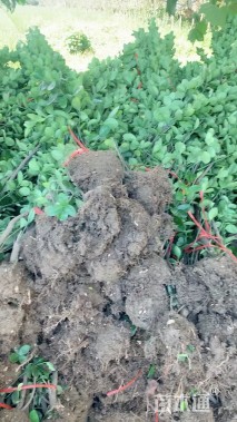 高度160厘米黄杨