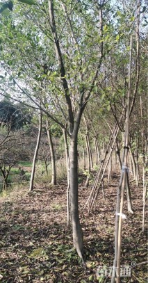 8公分小叶榕