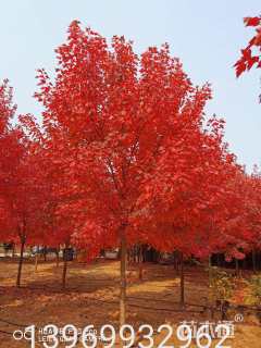 18公分红枫