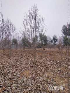 12公分二乔玉兰