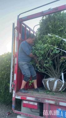 冠幅200厘米大叶黄杨球