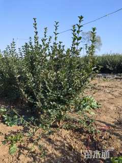 冠幅30厘米小叶女贞球