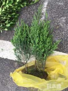 高度30厘米塔柏