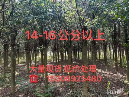 14公分竹柏