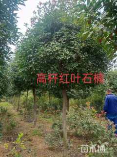 8公分高杆红叶石楠