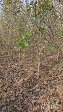 9公分紫玉兰