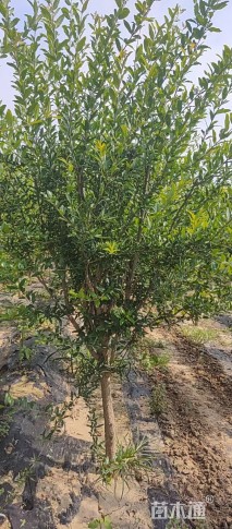 高度300厘米花石榴