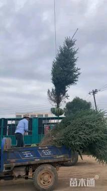 高度490厘米密枝云杉