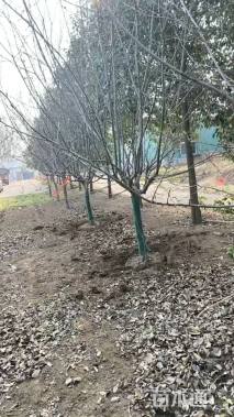 高度250厘米冬红