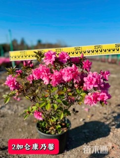 高度40厘米康乃馨