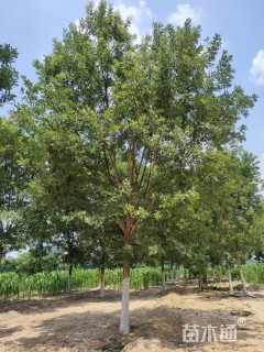 16公分国槐