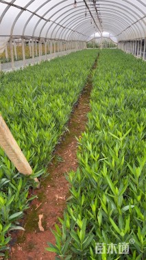 高度20厘米夹竹桃