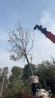 10公分香樟