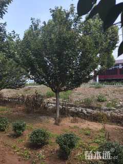 12公分日本晚樱