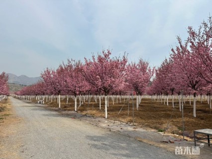 17公分阳光樱