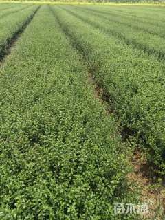 高度35厘米六月雪小苗