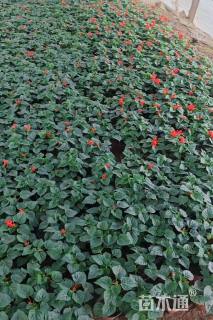 高度20厘米一串红