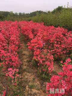 高度50厘米映山红