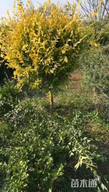 冠幅120厘米金叶榆球