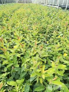 高度20厘米金丝桃