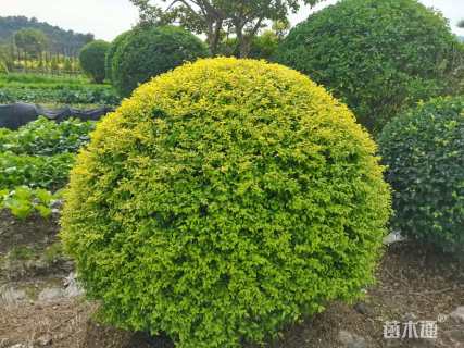 冠幅150厘米亮晶女贞球