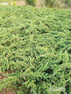 高度30厘米铺地柏