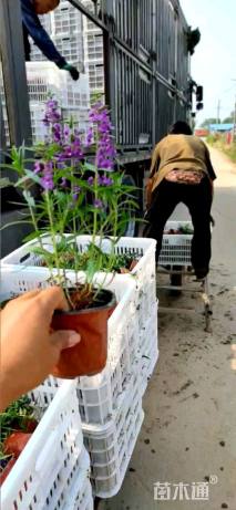 高度15厘米香彩雀