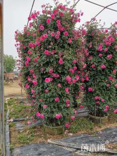 300厘米藤本月季