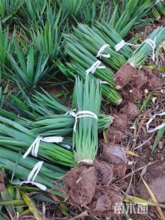 高度60厘米剑麻