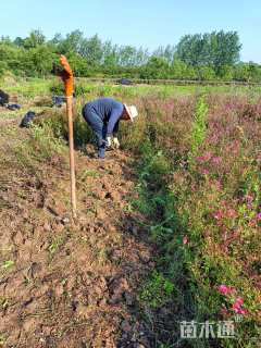 高度35厘米丰花月季