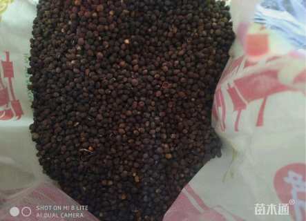 红豆杉种子
