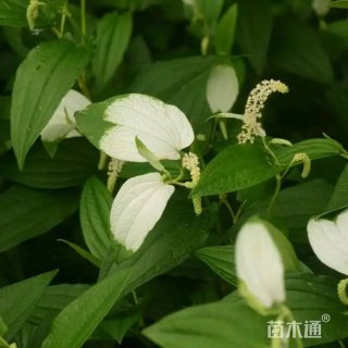 高度30厘米三白草