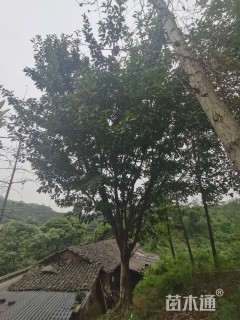 40公分黄葛树