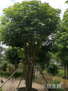 8公分秋枫